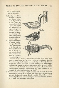 Images from goose transformations from Diversions of a Naturalist by Sir Ray Lankester